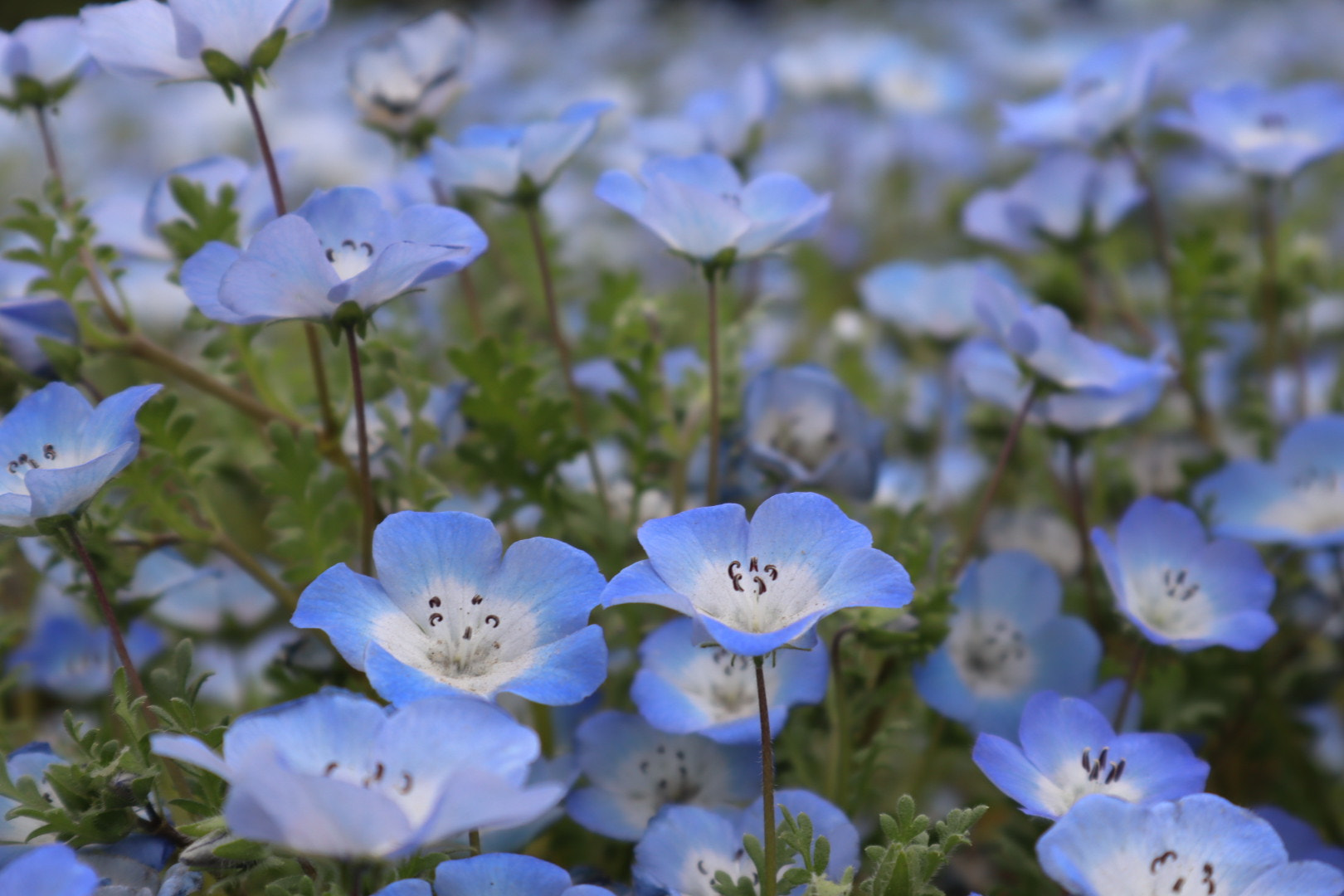 Canon EOS M50 (EOS Kiss M) sample photo. Filled with blue photography