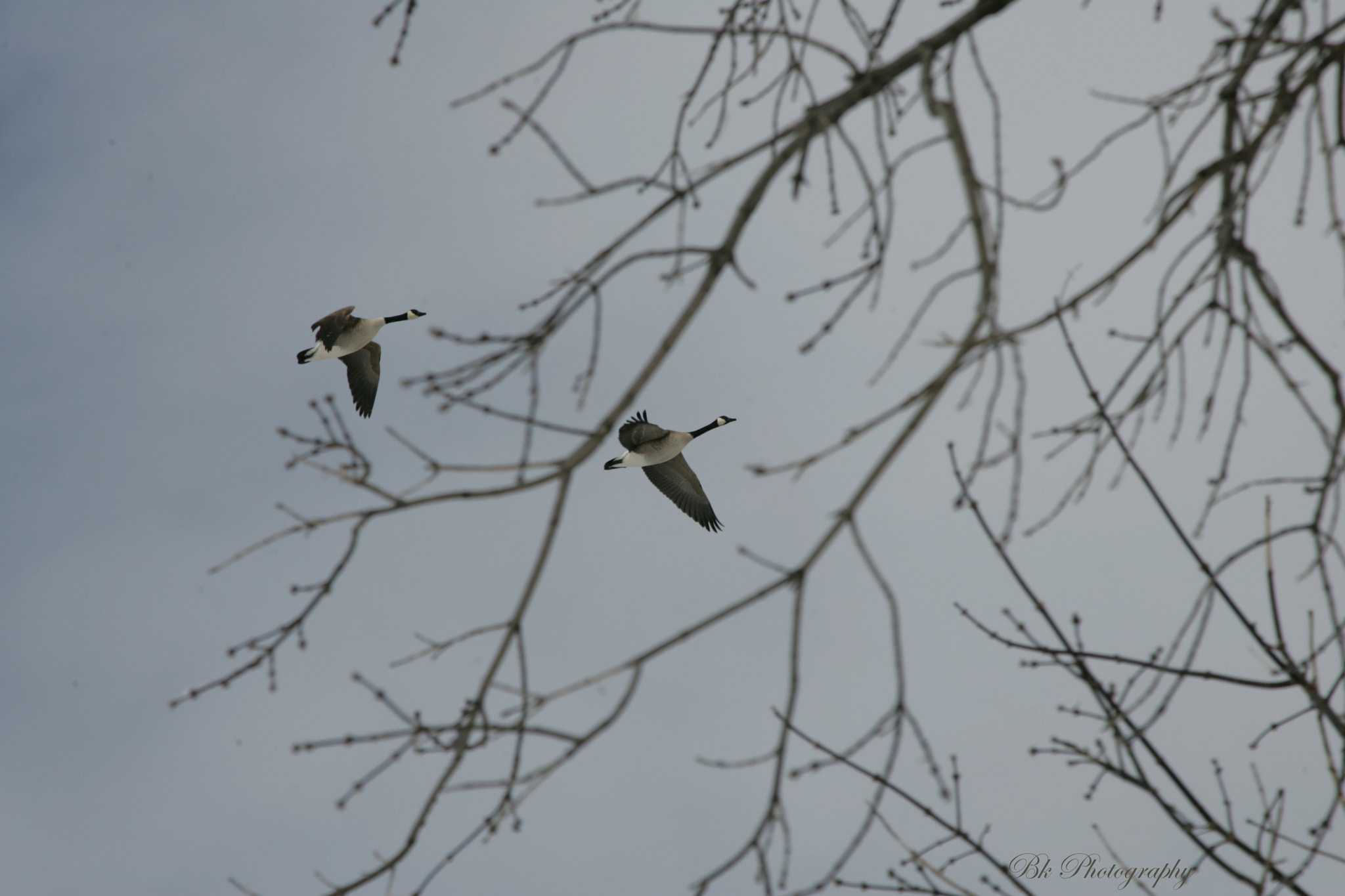 Canon EOS-1D Mark II sample photo. Geese photography