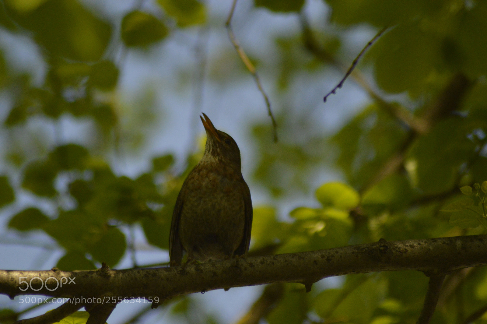 Nikon D3200 sample photo. Chiffchaff on a branch photography