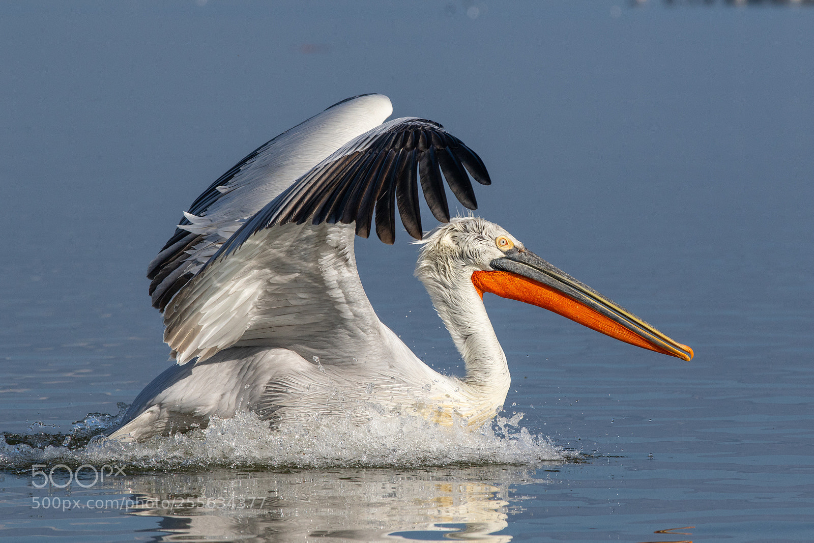Canon EOS 7D Mark II sample photo. Dalmatian pelican - lake photography