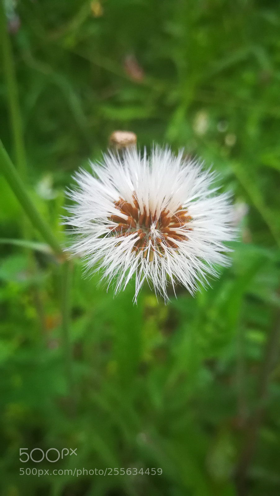 HUAWEI Mate 9 sample photo. Untitled photography