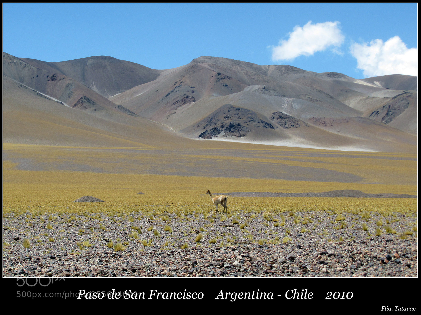 Canon PowerShot SX20 IS sample photo. Vicuña in atacama photography