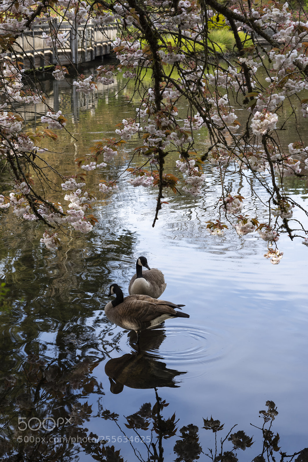 Pentax K-1 sample photo. Springtime in the garden photography