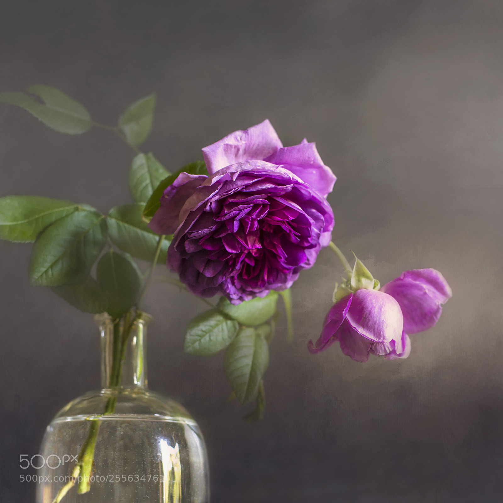 Nikon D600 sample photo. Dark pink rose photography