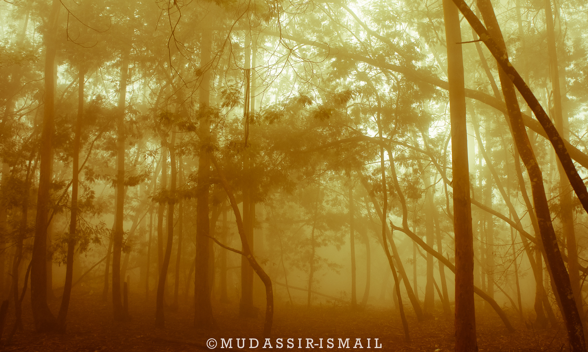 Sony Alpha NEX-3 sample photo. Fog covered forest photography
