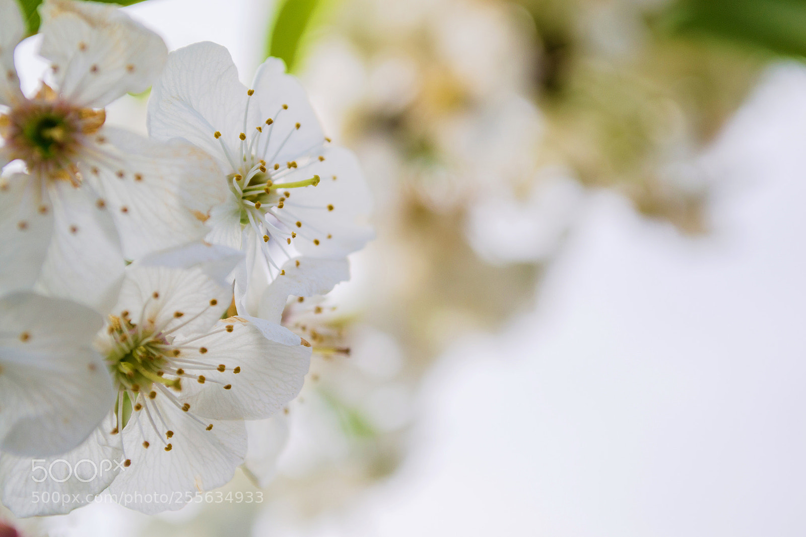 Nikon D3100 sample photo. April photography