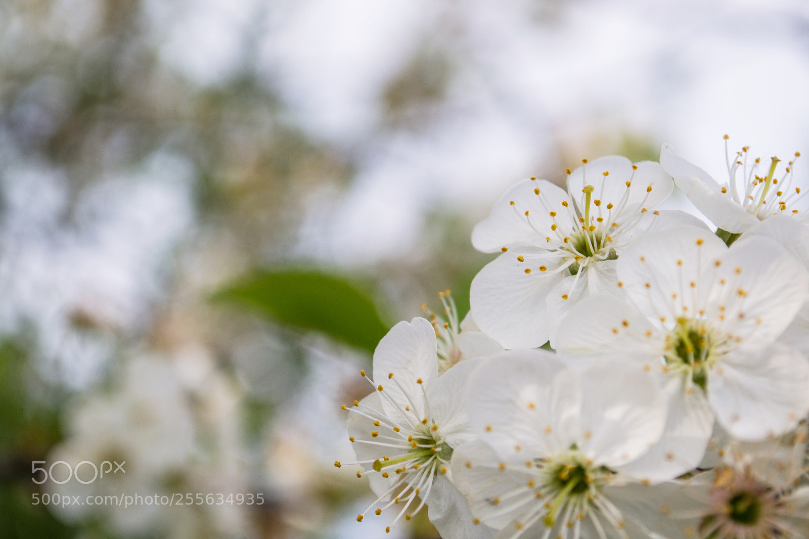 Nikon D3100 sample photo. Apple flowers photography