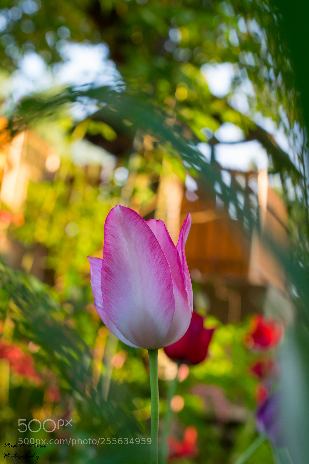 Nikon D5300 sample photo. Tulip photography
