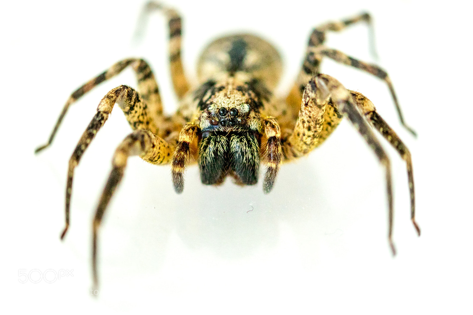 Canon EOS 77D (EOS 9000D / EOS 770D) sample photo. Spiderman photography