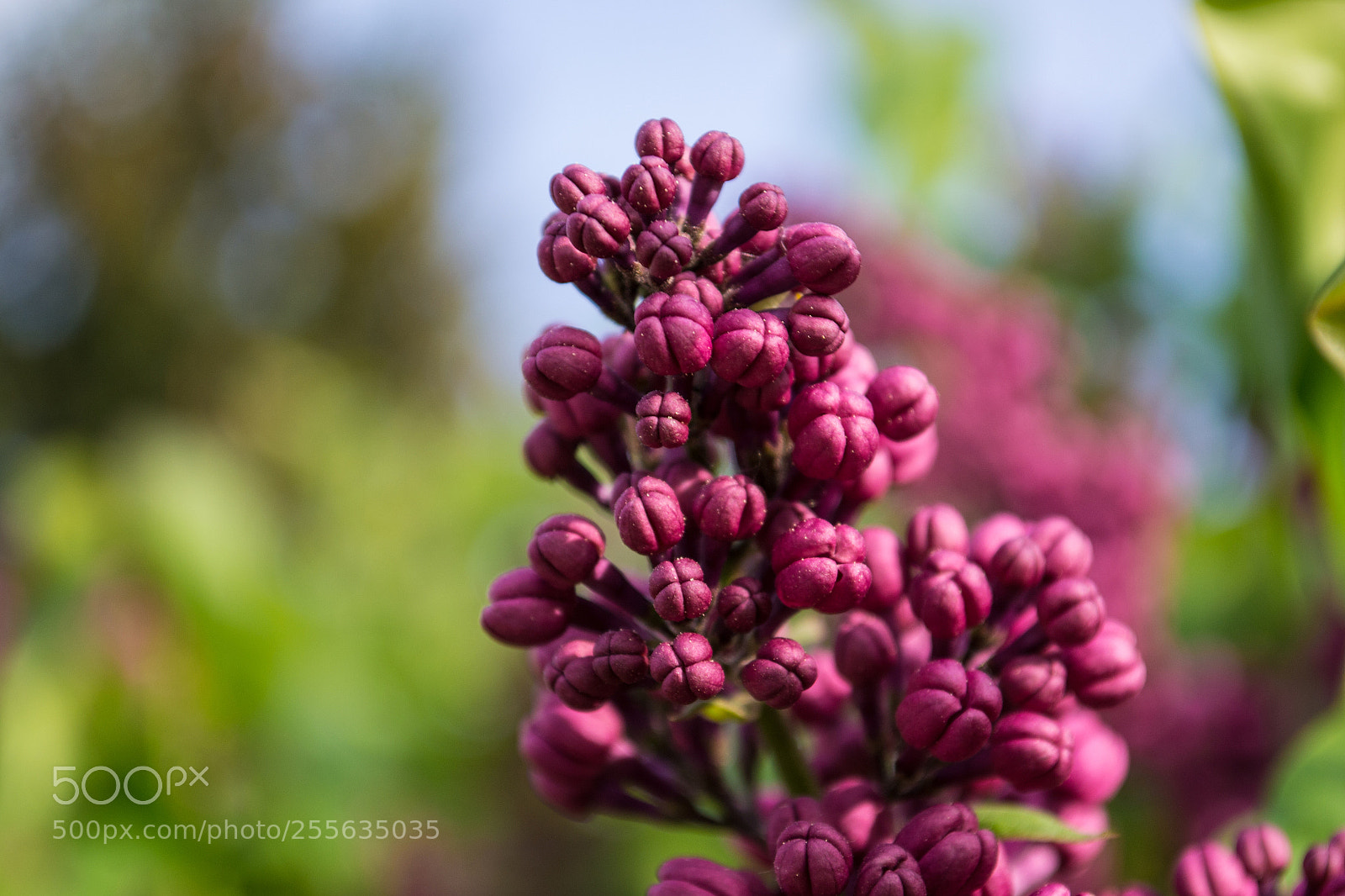 Nikon D3100 sample photo. Lilac flower photography