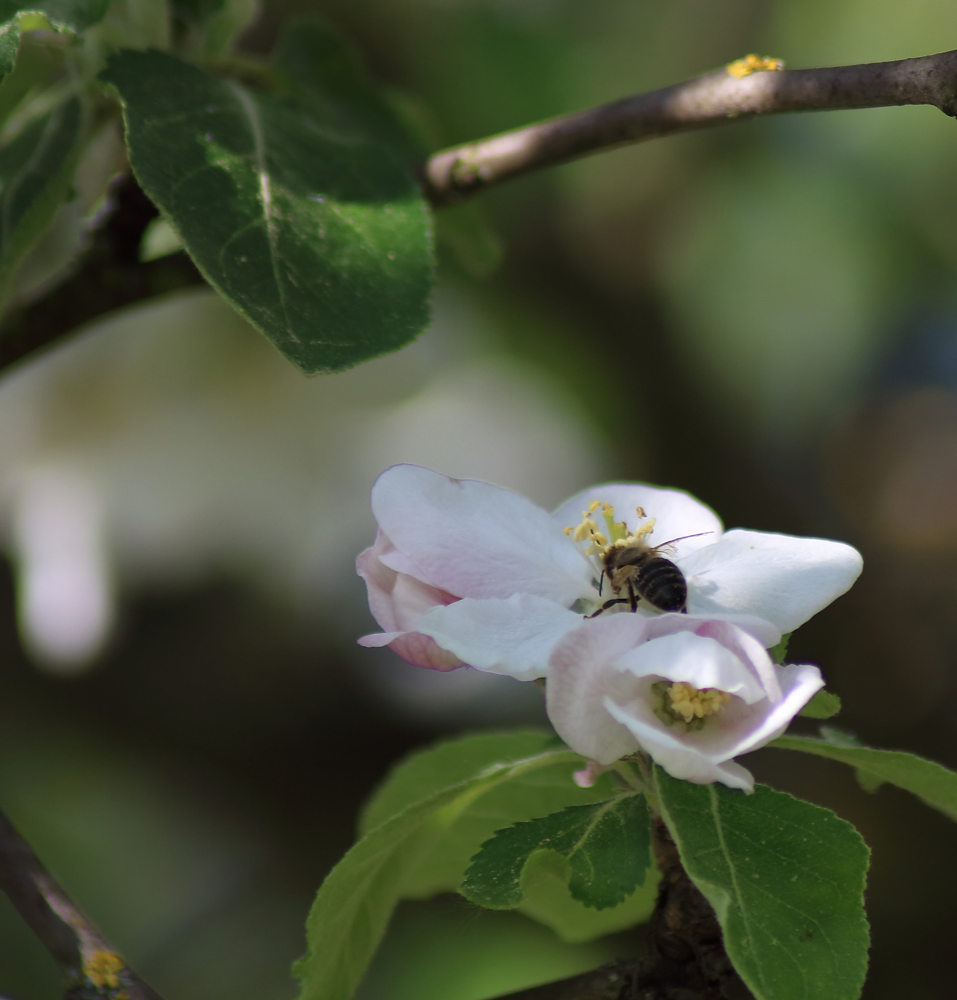 Canon EOS 700D (EOS Rebel T5i / EOS Kiss X7i) sample photo. Einzelkämpfer photography