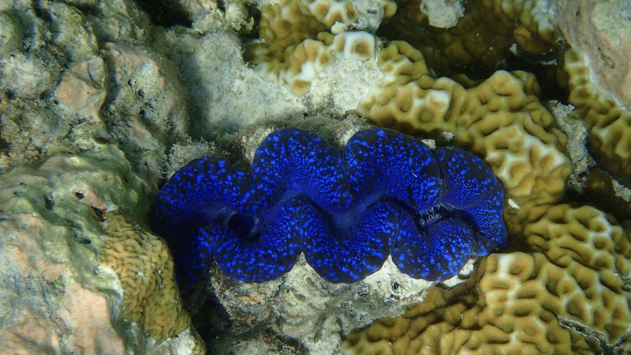 Olympus TG-3 sample photo. Clam 3d photography