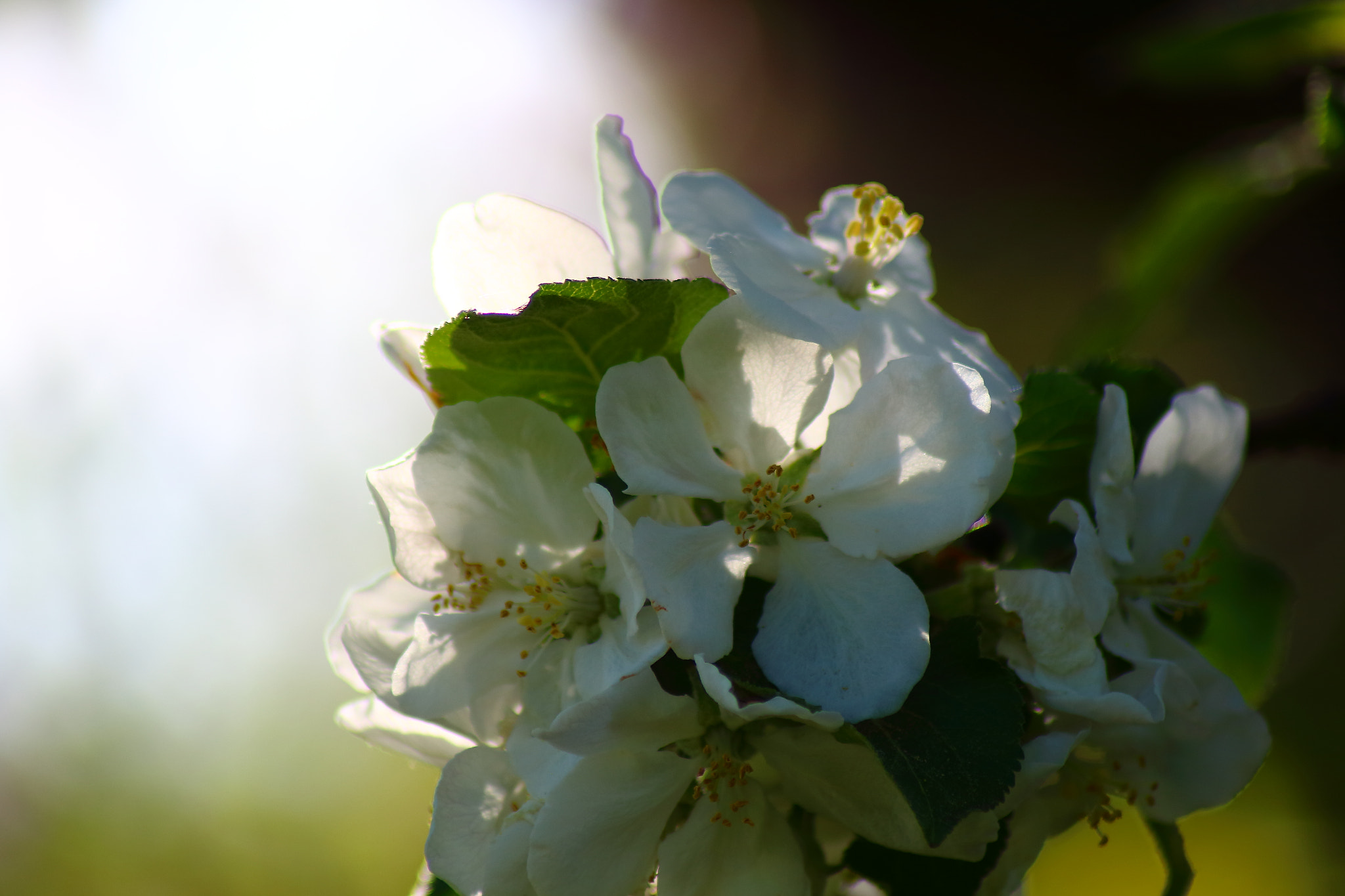 Canon EOS 700D (EOS Rebel T5i / EOS Kiss X7i) sample photo