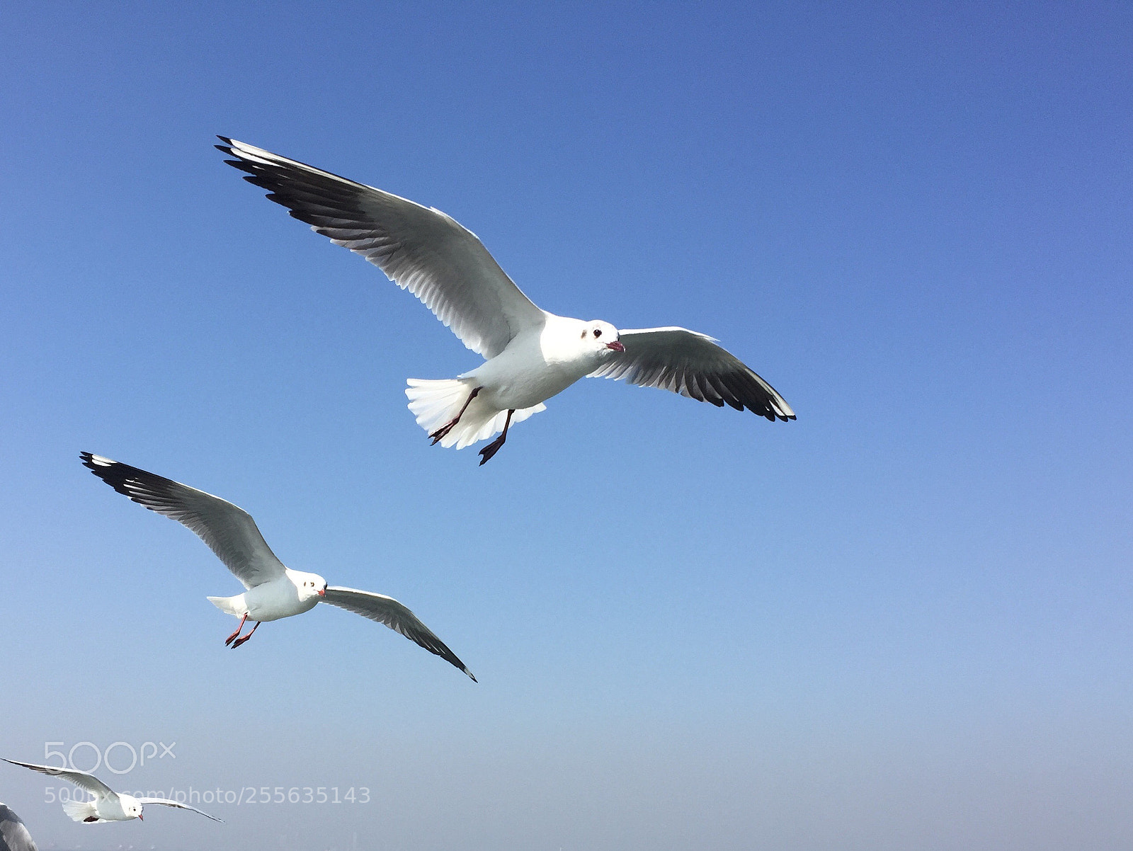 Apple iPhone 6 sample photo. Symmetry!!! photography