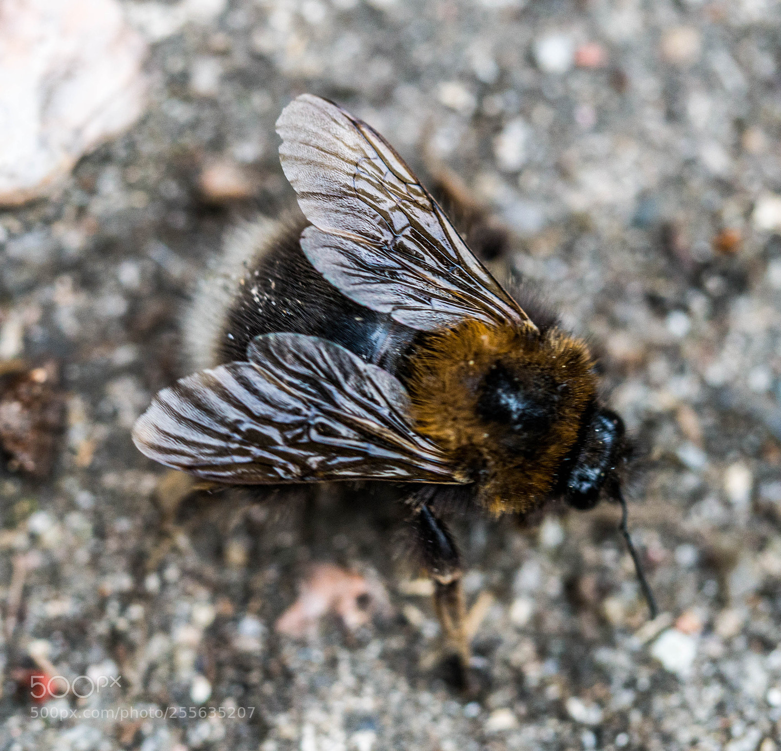 Panasonic DMC-G81 sample photo. Hummel photography