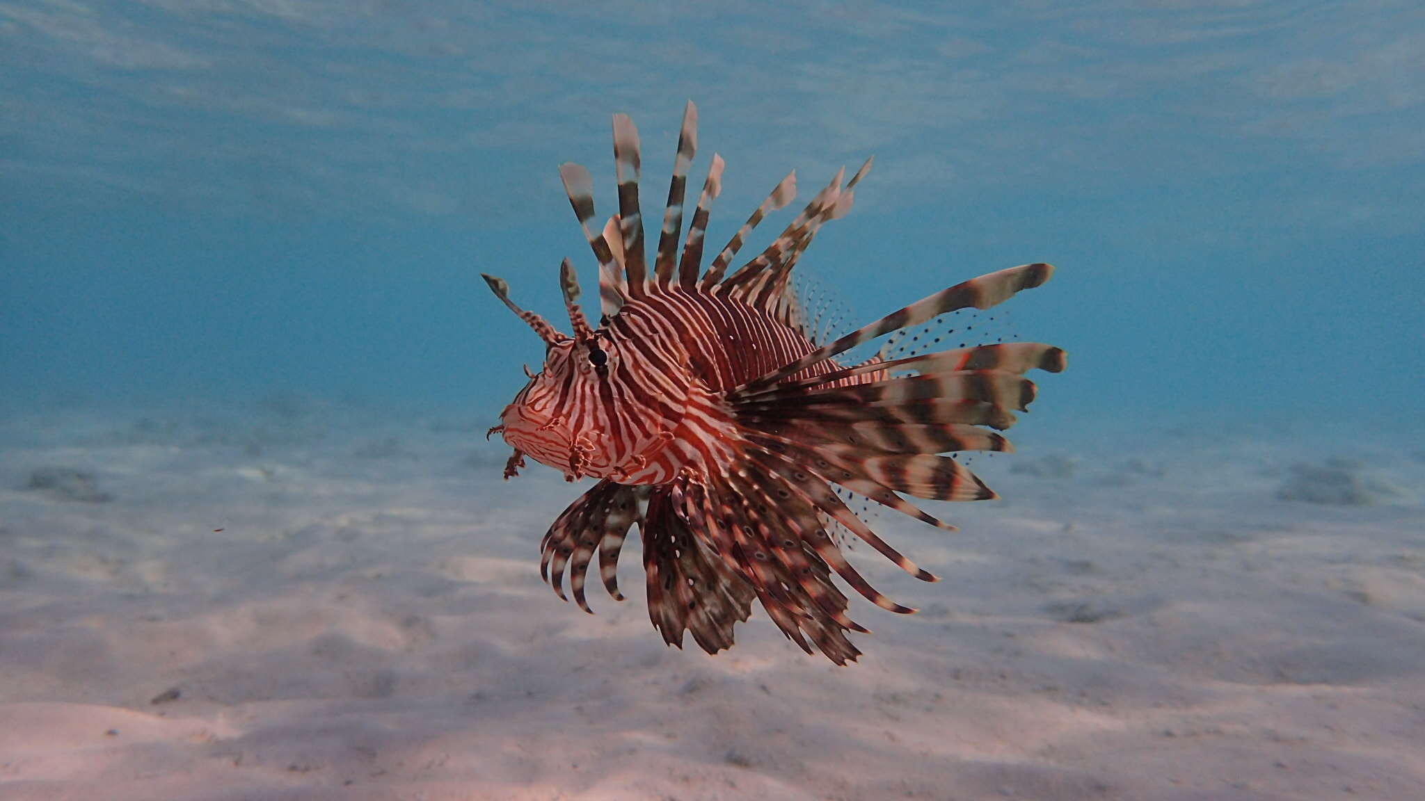 Olympus TG-3 sample photo. Lion fish photography