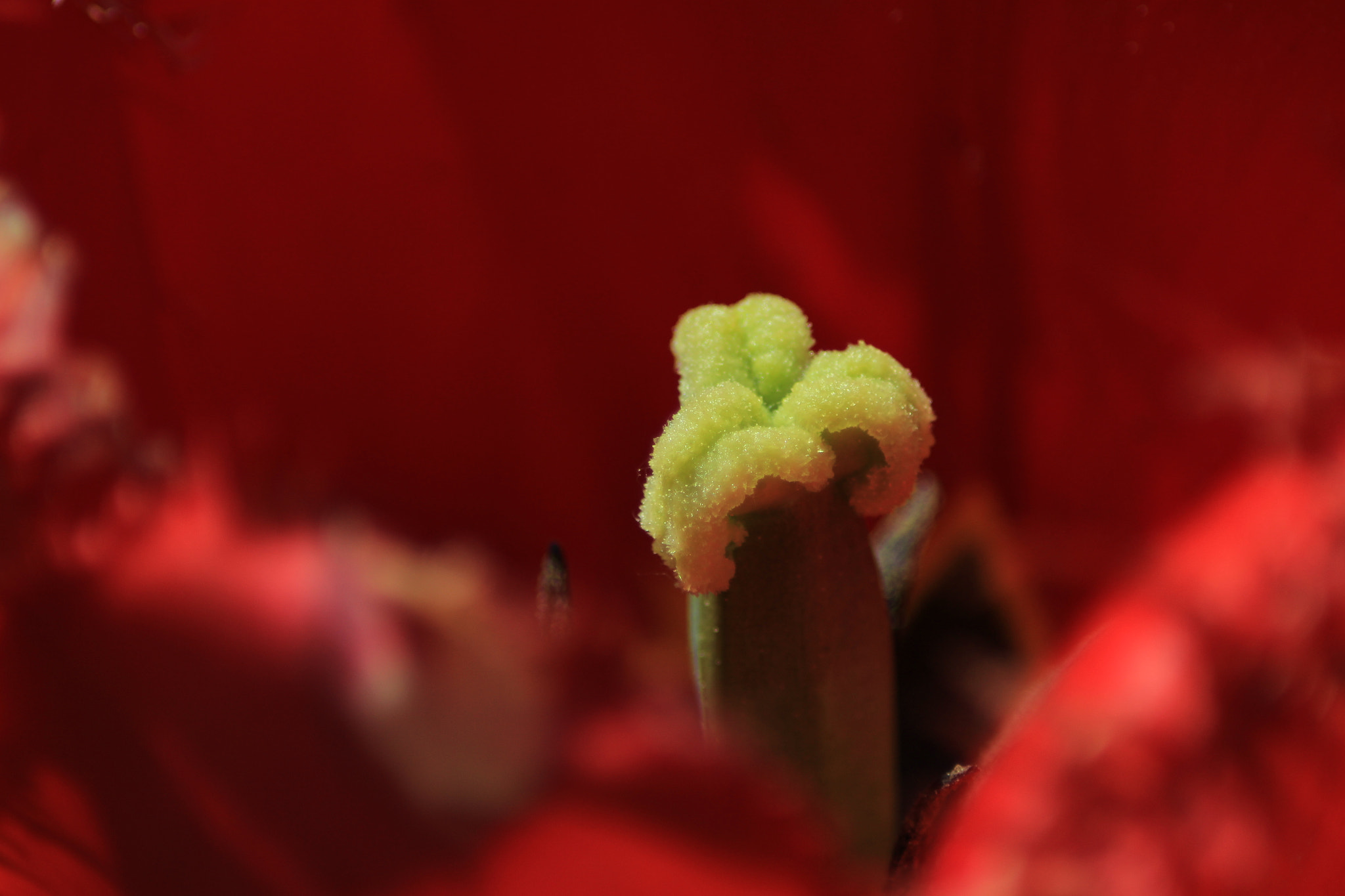 Canon EOS 1200D (EOS Rebel T5 / EOS Kiss X70 / EOS Hi) sample photo. Bloom photography