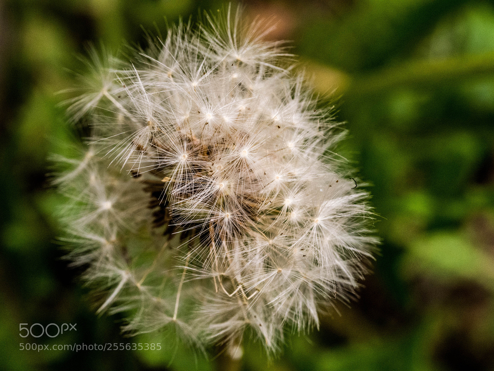 Panasonic DMC-G81 sample photo. Pusteblume photography