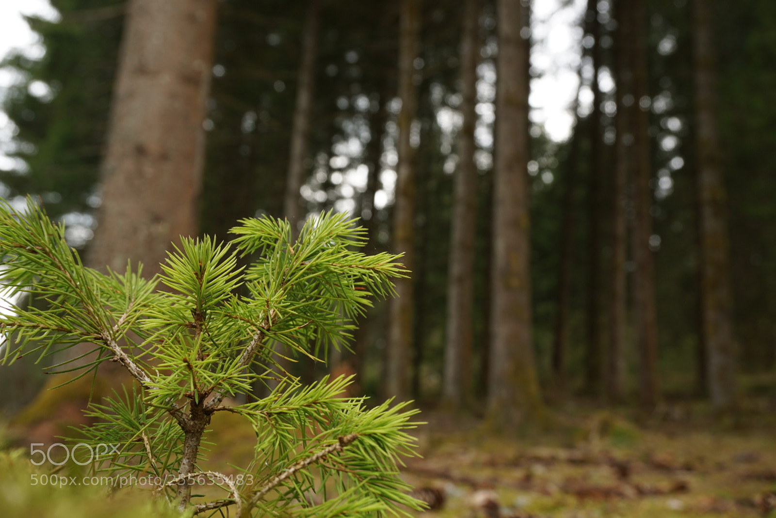 Sony a6000 sample photo. Petit sapin deviendra grand photography