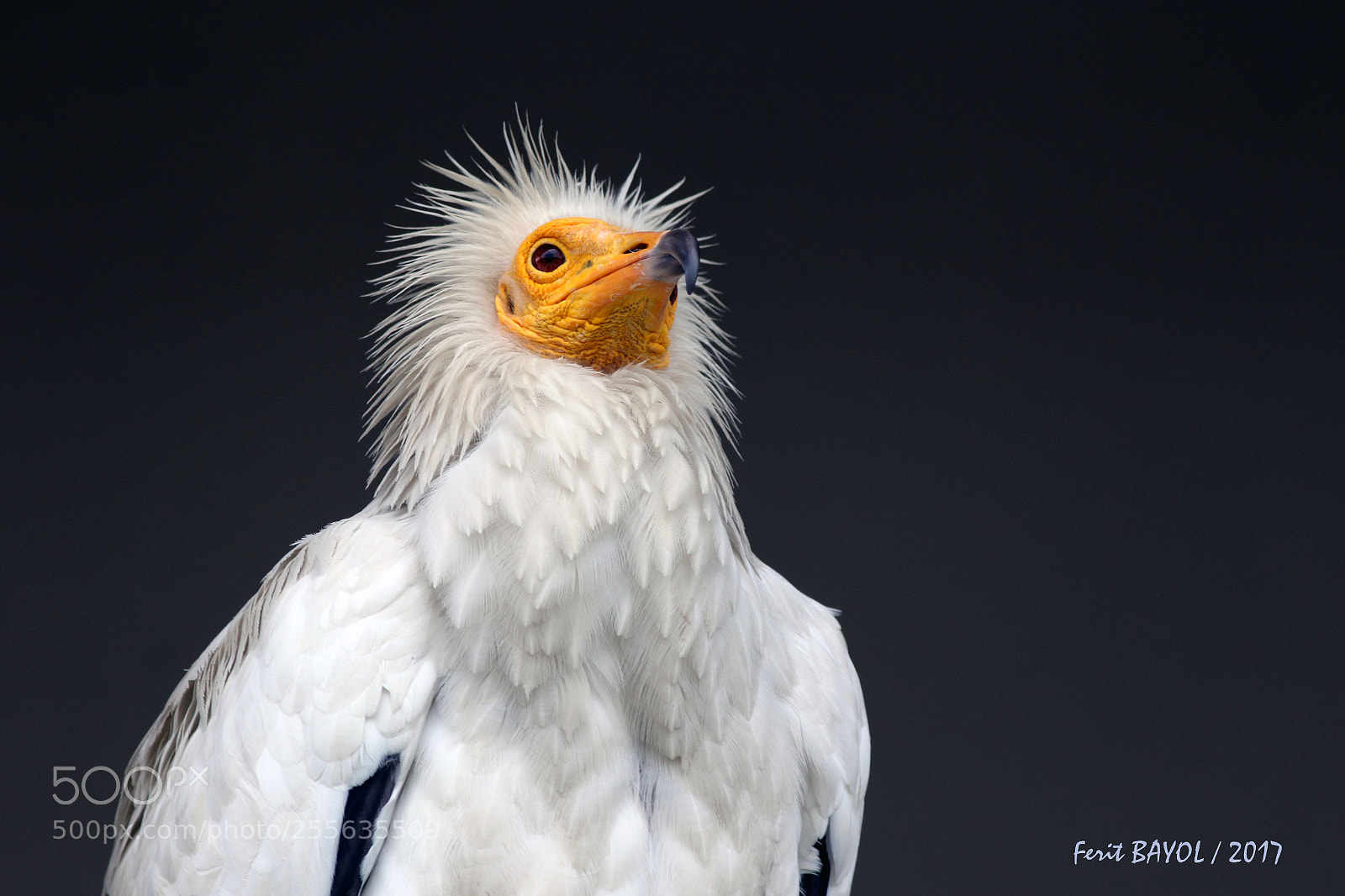 Canon EOS 7D Mark II sample photo. Fa photography
