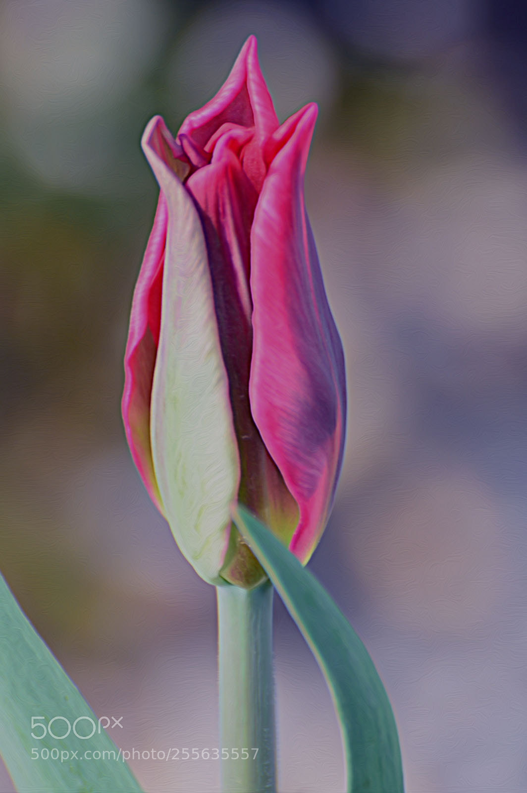 Nikon D7100 sample photo. Untitled photography