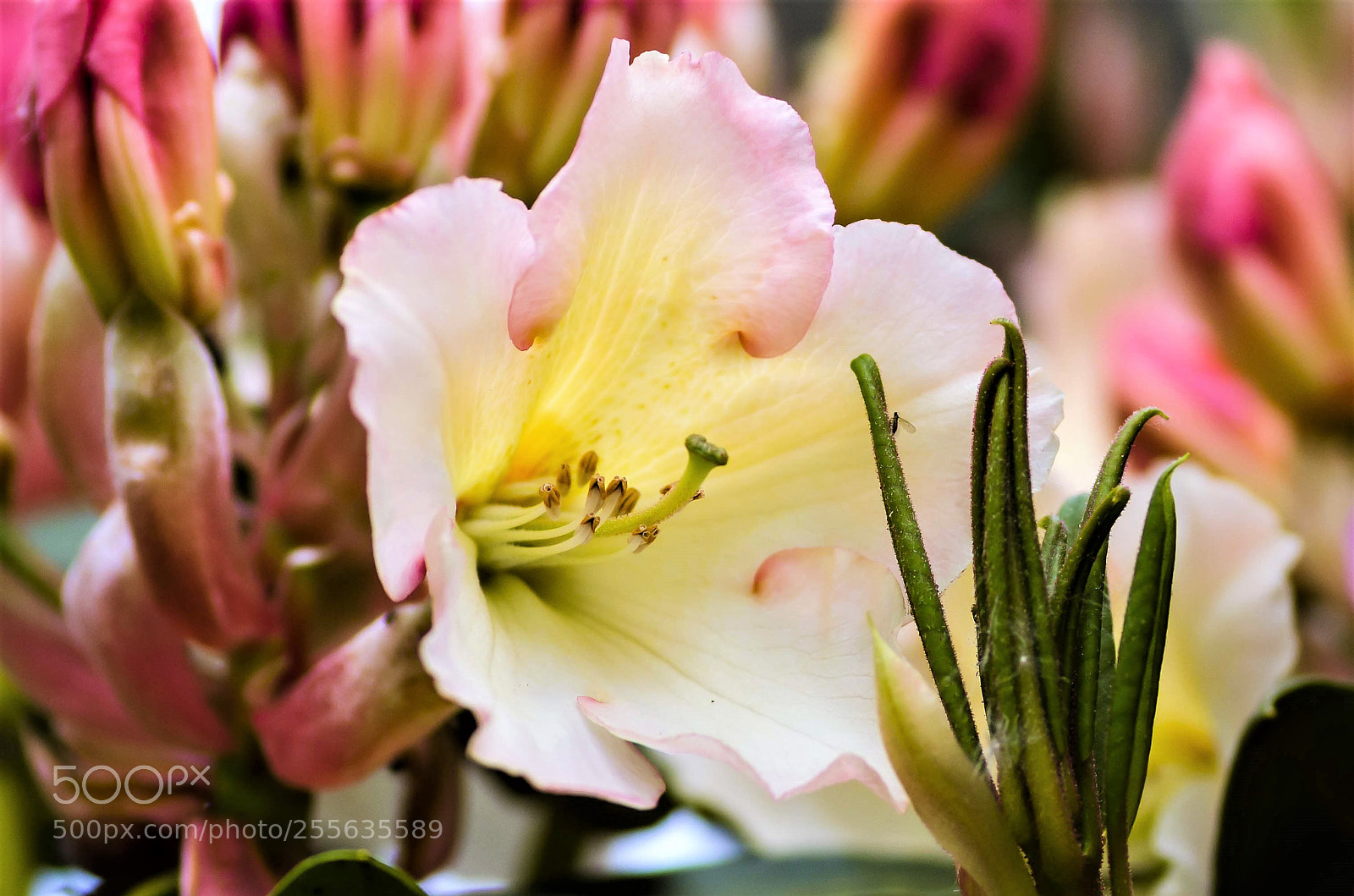 Nikon D7000 sample photo. Rhododendron photography