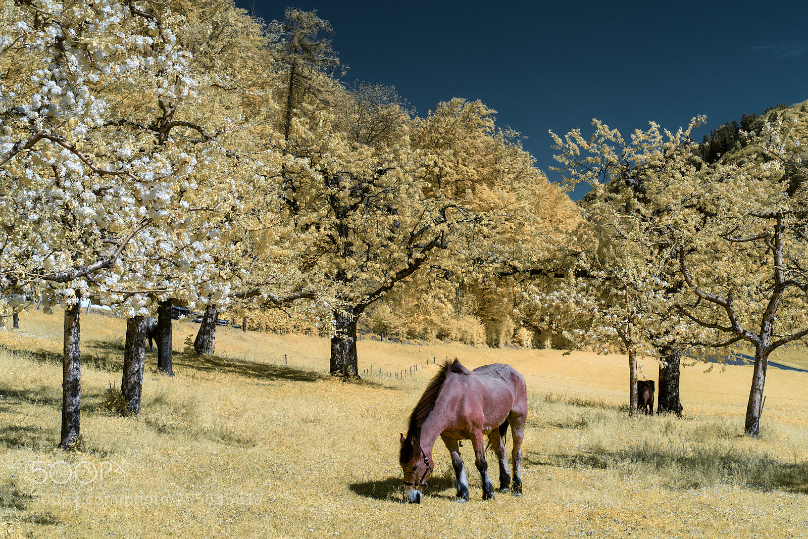 Sony a7 sample photo. Delicious yellow grass photography