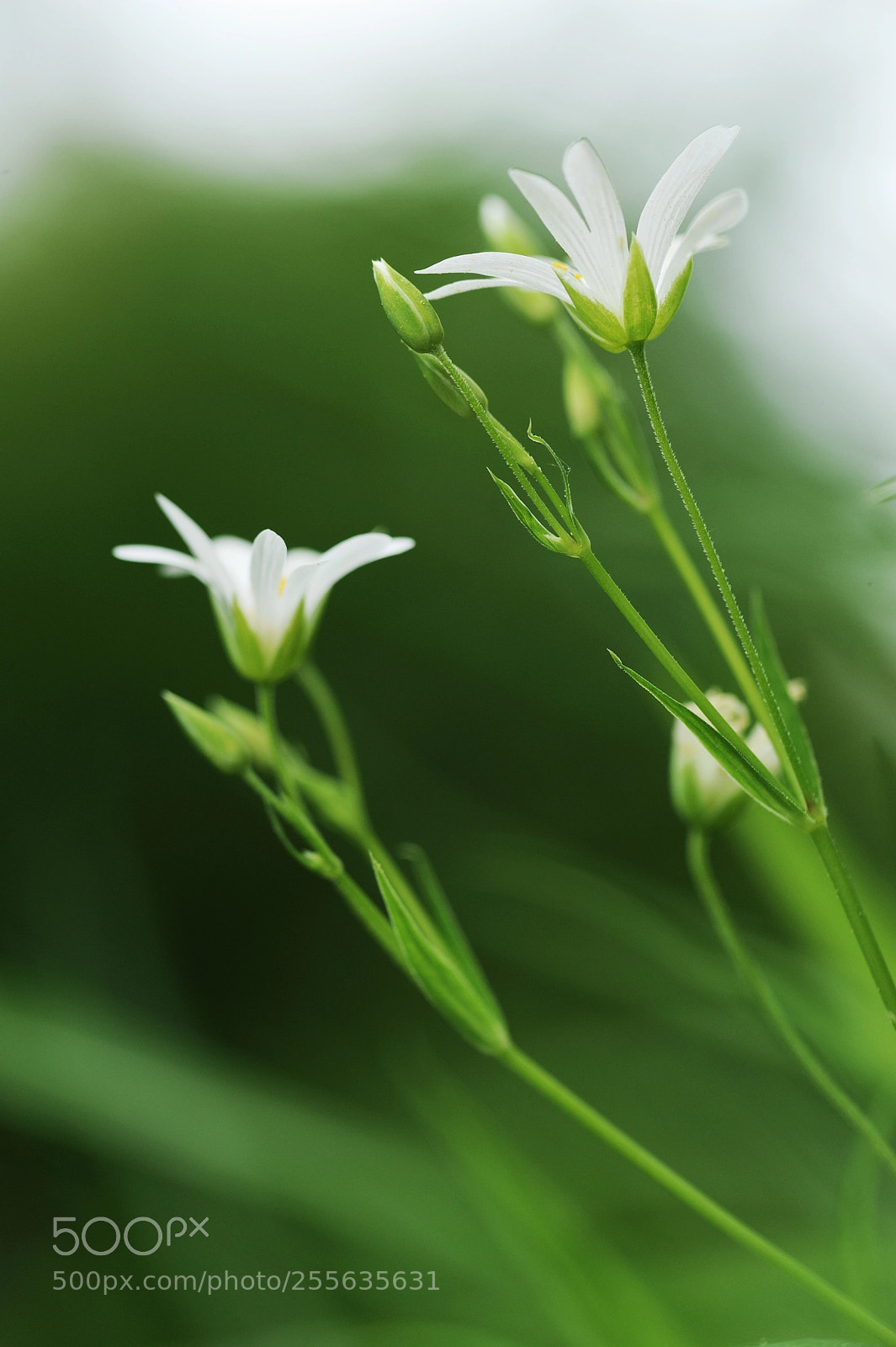 Nikon D700 sample photo. Saturday morning photography