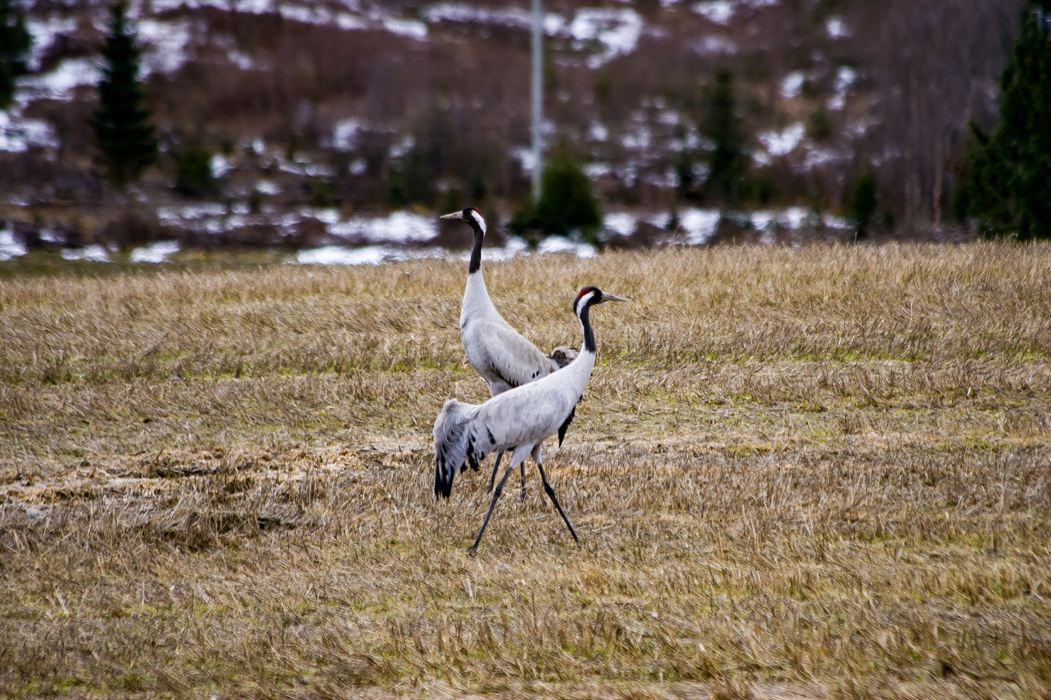 Canon EOS-1D Mark II sample photo. Bigbirds photography