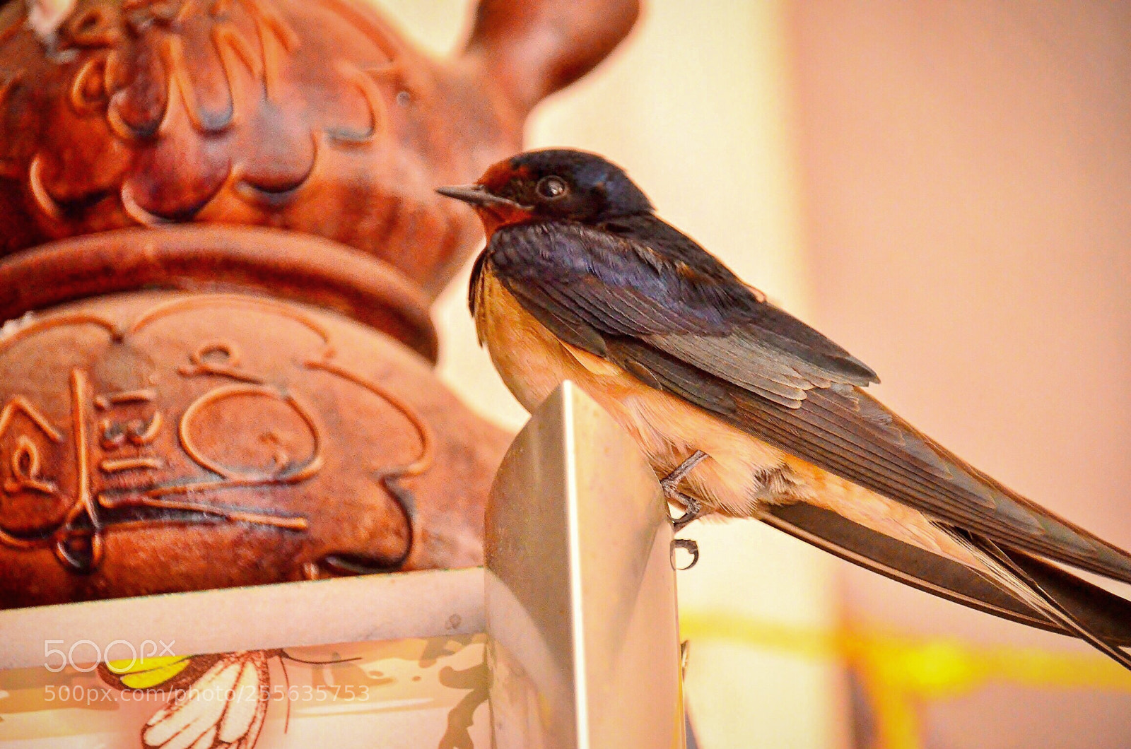 Nikon D7000 sample photo. KirlangiÇ- swallow photography