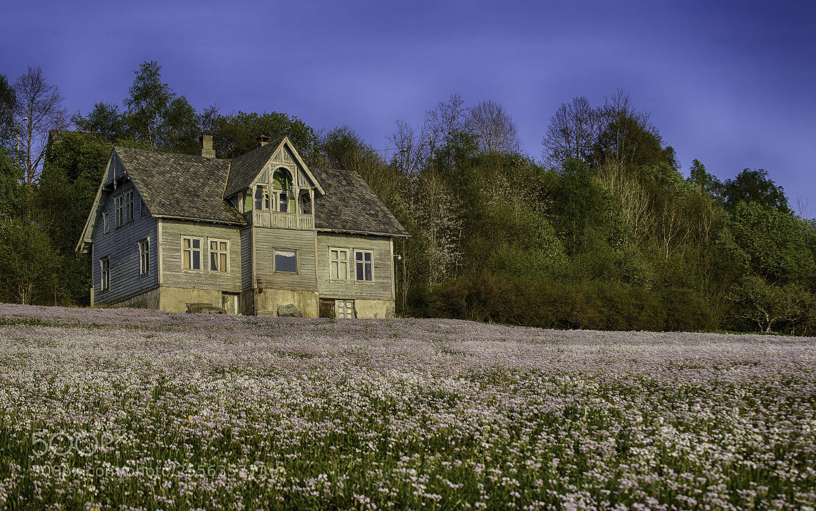 Nikon D610 sample photo. Flowerfield photography