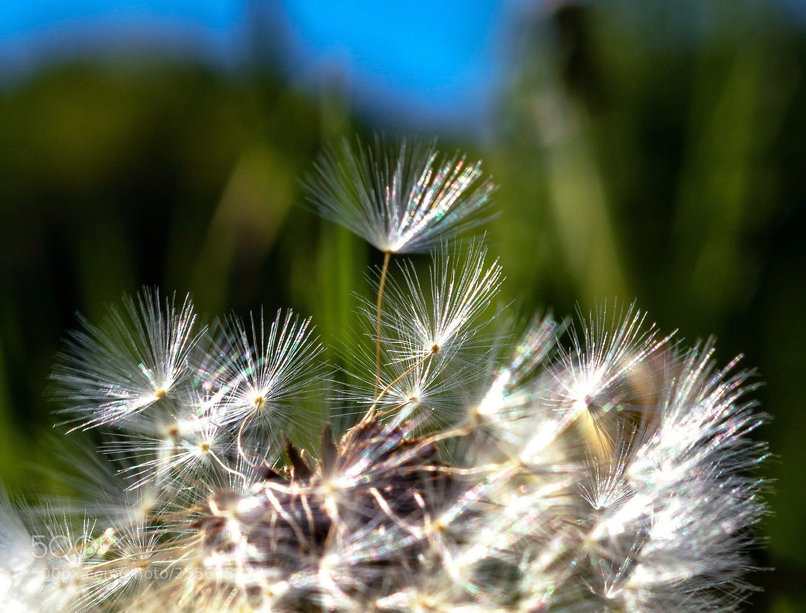 Sony ILCA-77M2 sample photo. Untitled photography