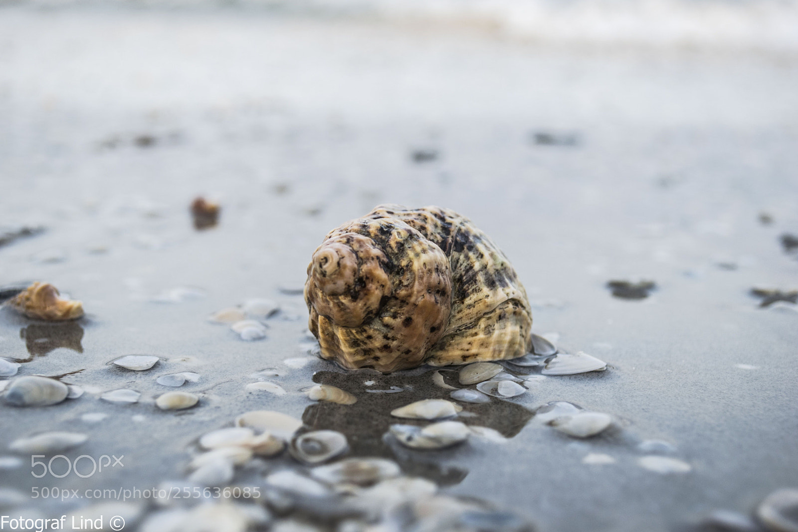 Nikon D5300 sample photo. Shell in water photography
