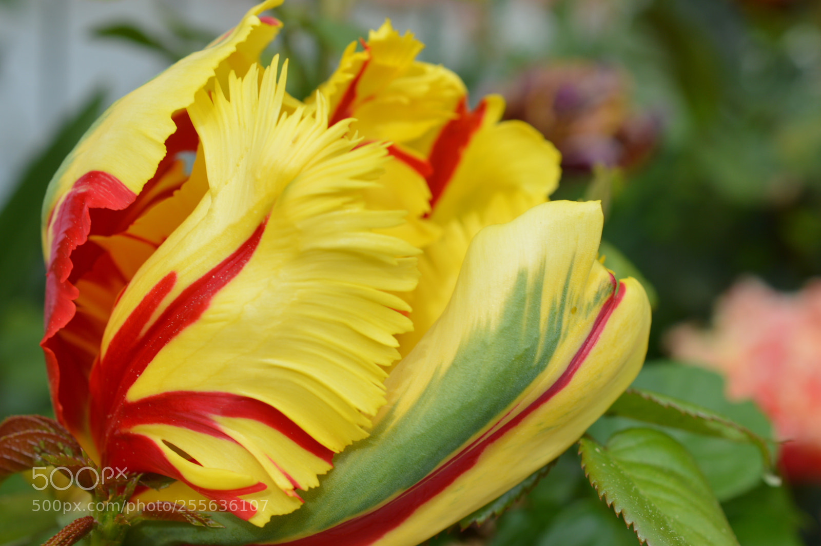 Nikon D3200 sample photo. From my garden photography