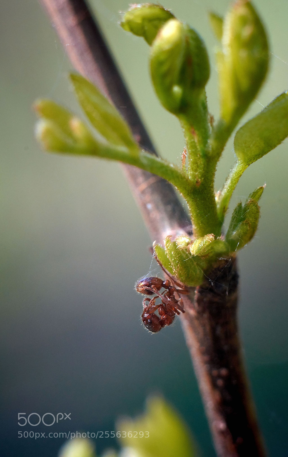 Nikon D7100 sample photo. Dead ant photography