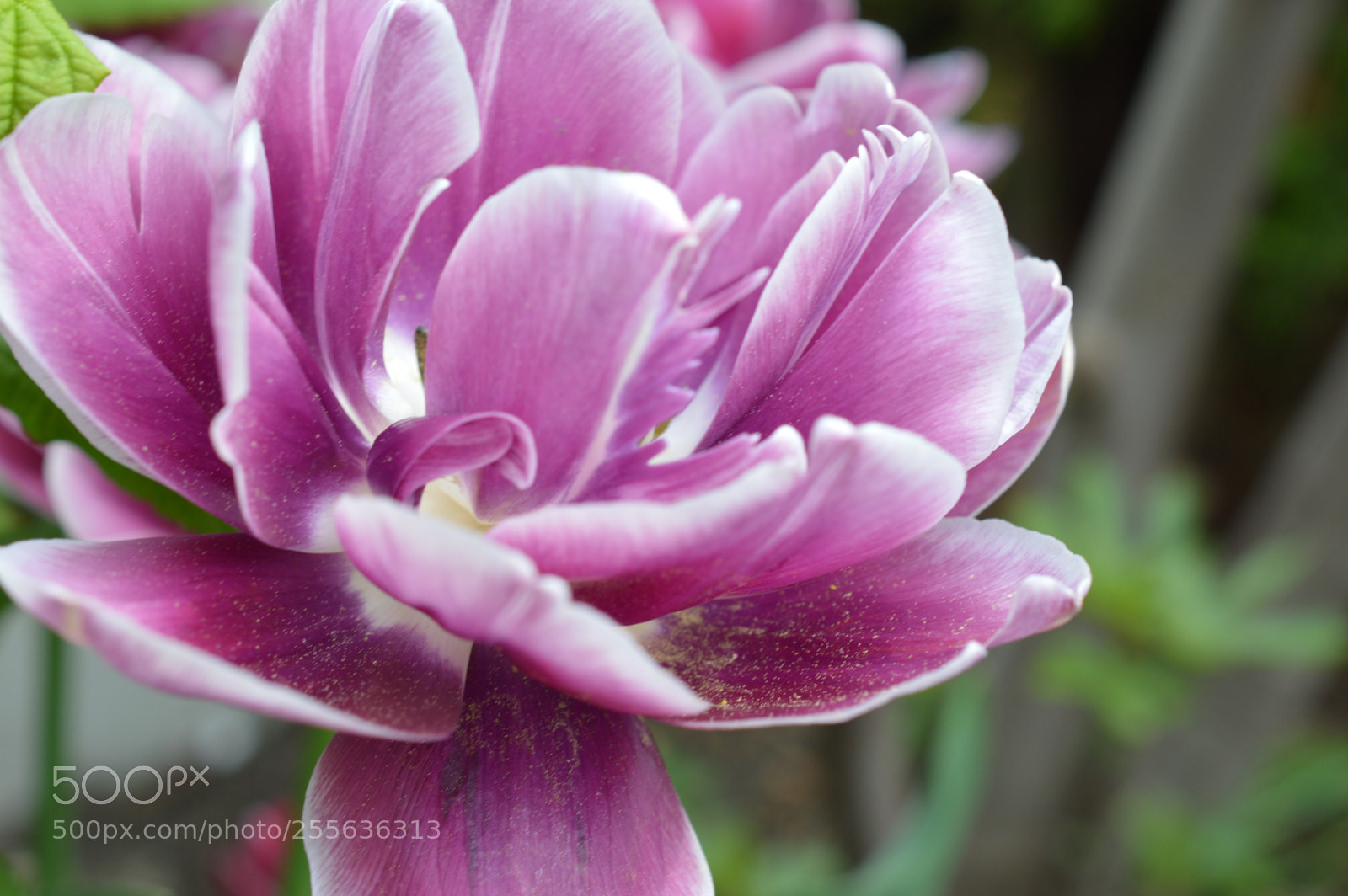 Nikon D3200 sample photo. Tulip  photography