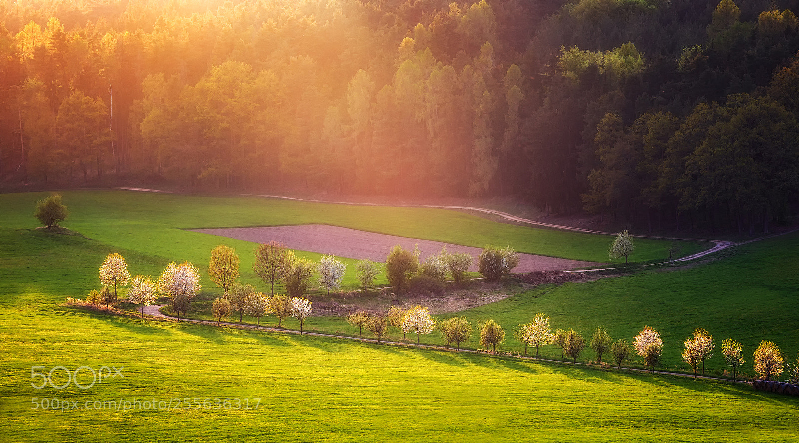 Canon EOS 6D sample photo. -- spring light -- photography