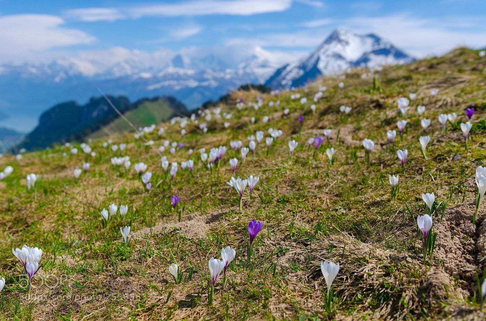 Nikon D5100 sample photo. Crocus after snowmelt photography
