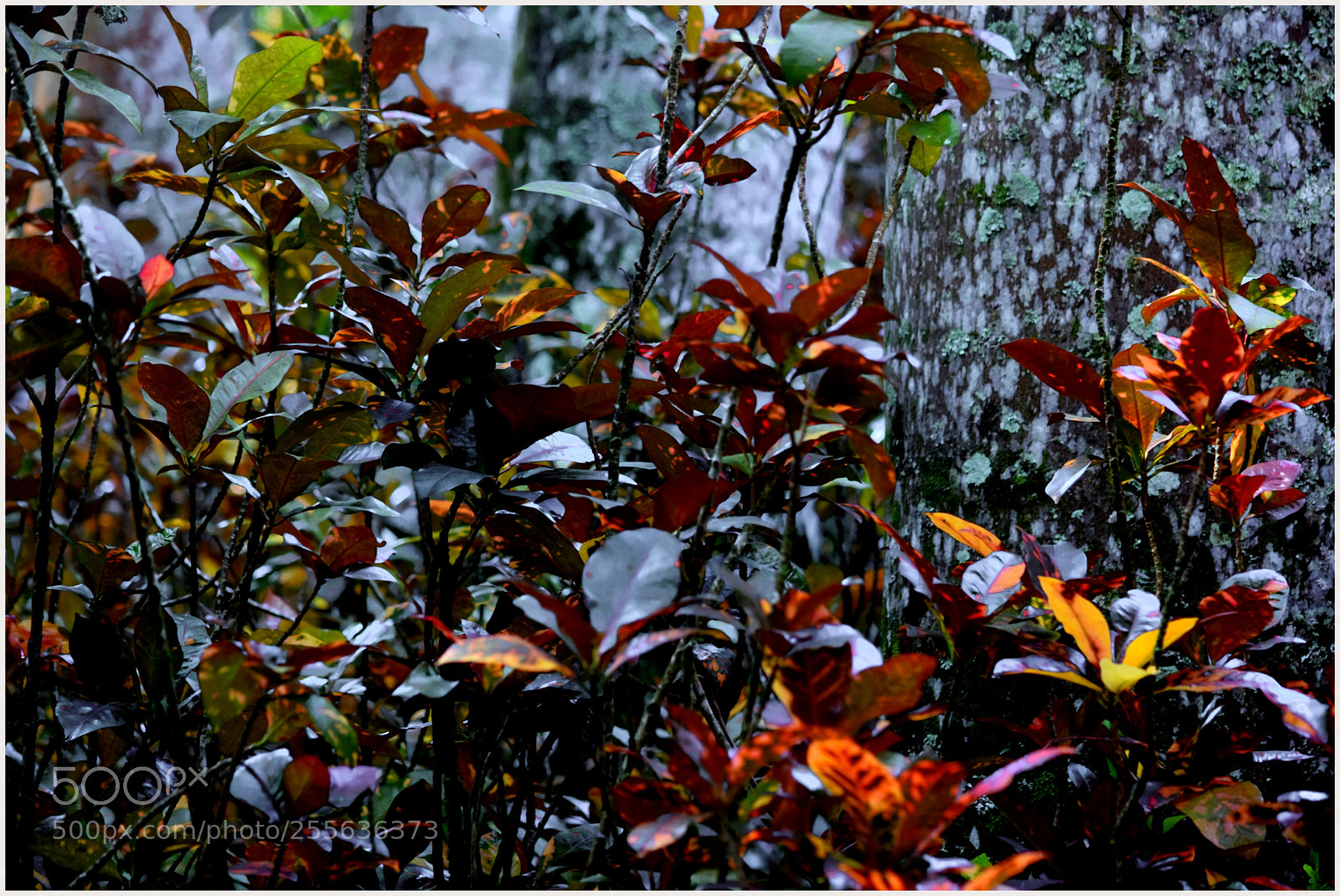 Nikon D5300 sample photo. ... photography