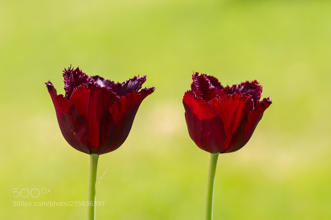 Canon EOS 7D sample photo. Tulips photography