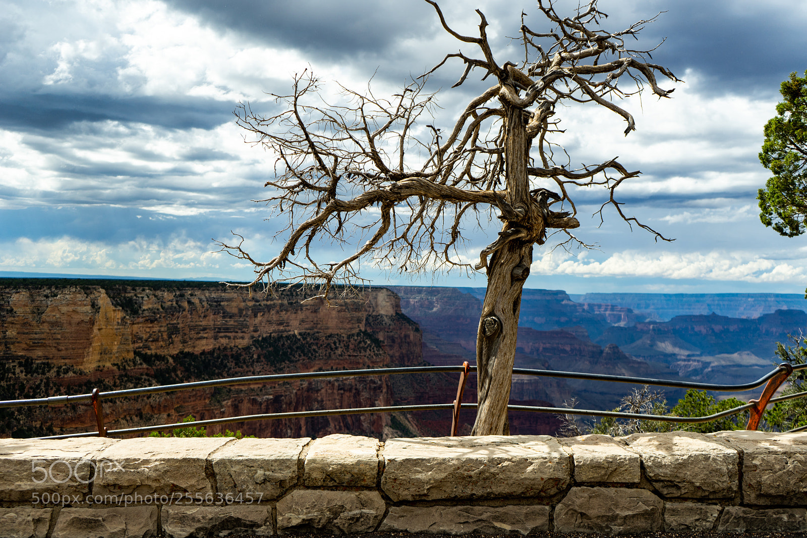 Sony a7 II sample photo. Grand canyon tree photography