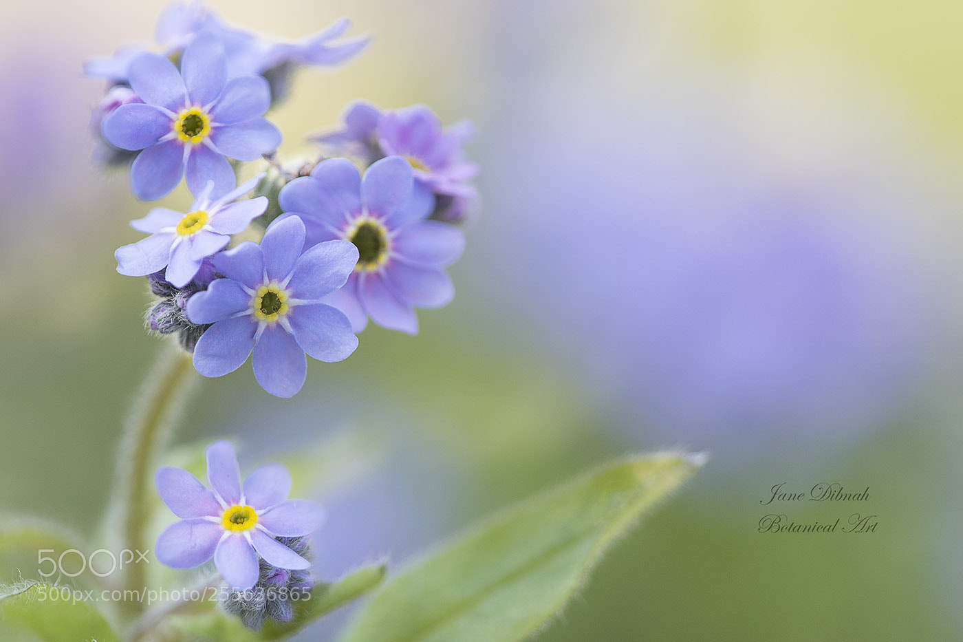 Canon EOS 7D Mark II sample photo. Forget me not photography