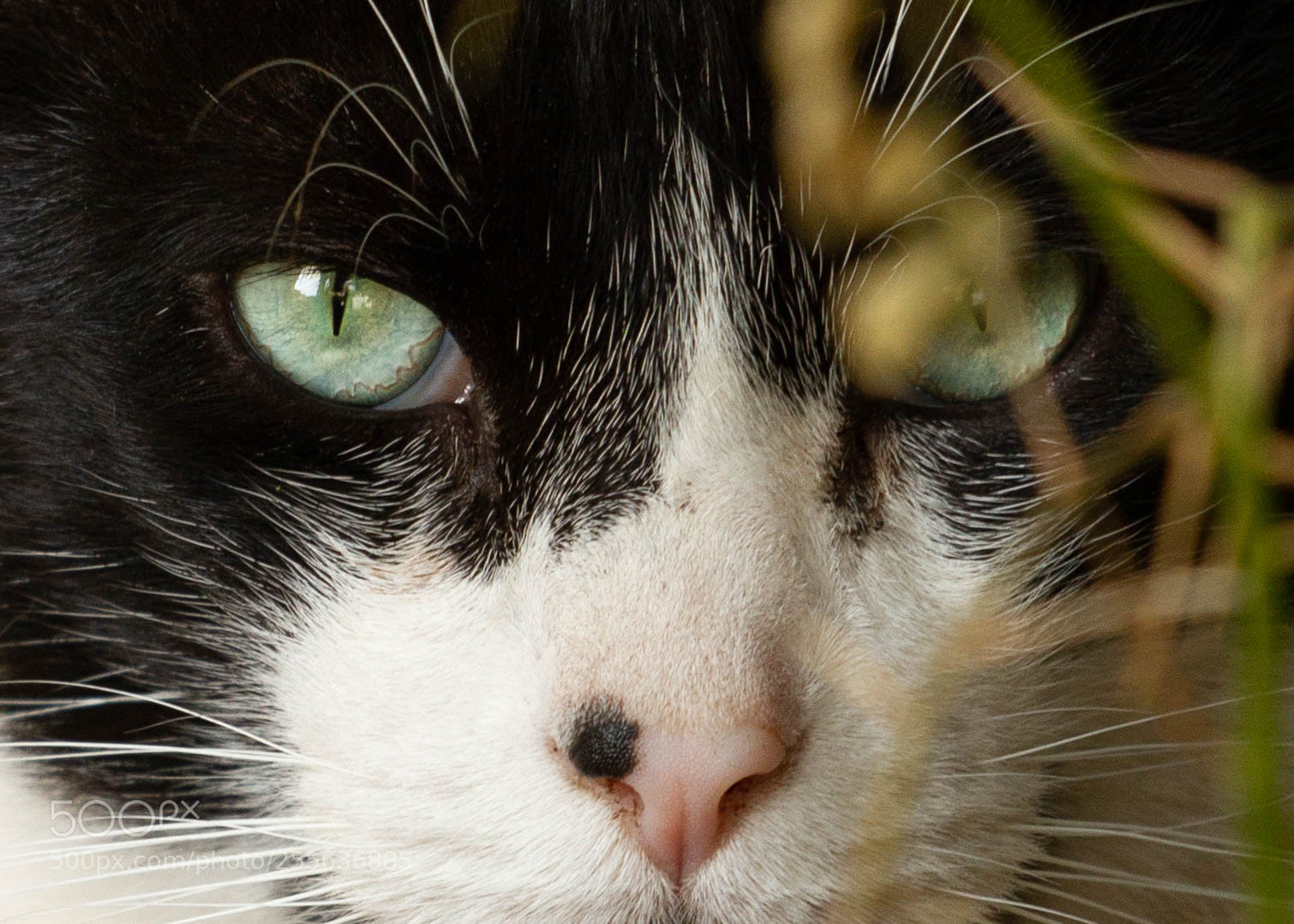 Canon EOS 7D sample photo. Cat eyes photography