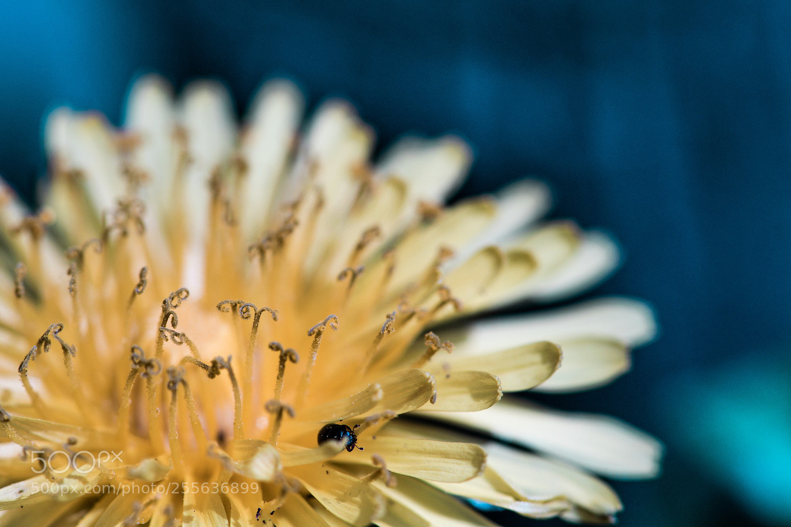 Nikon D5300 sample photo. Curly 2 photography