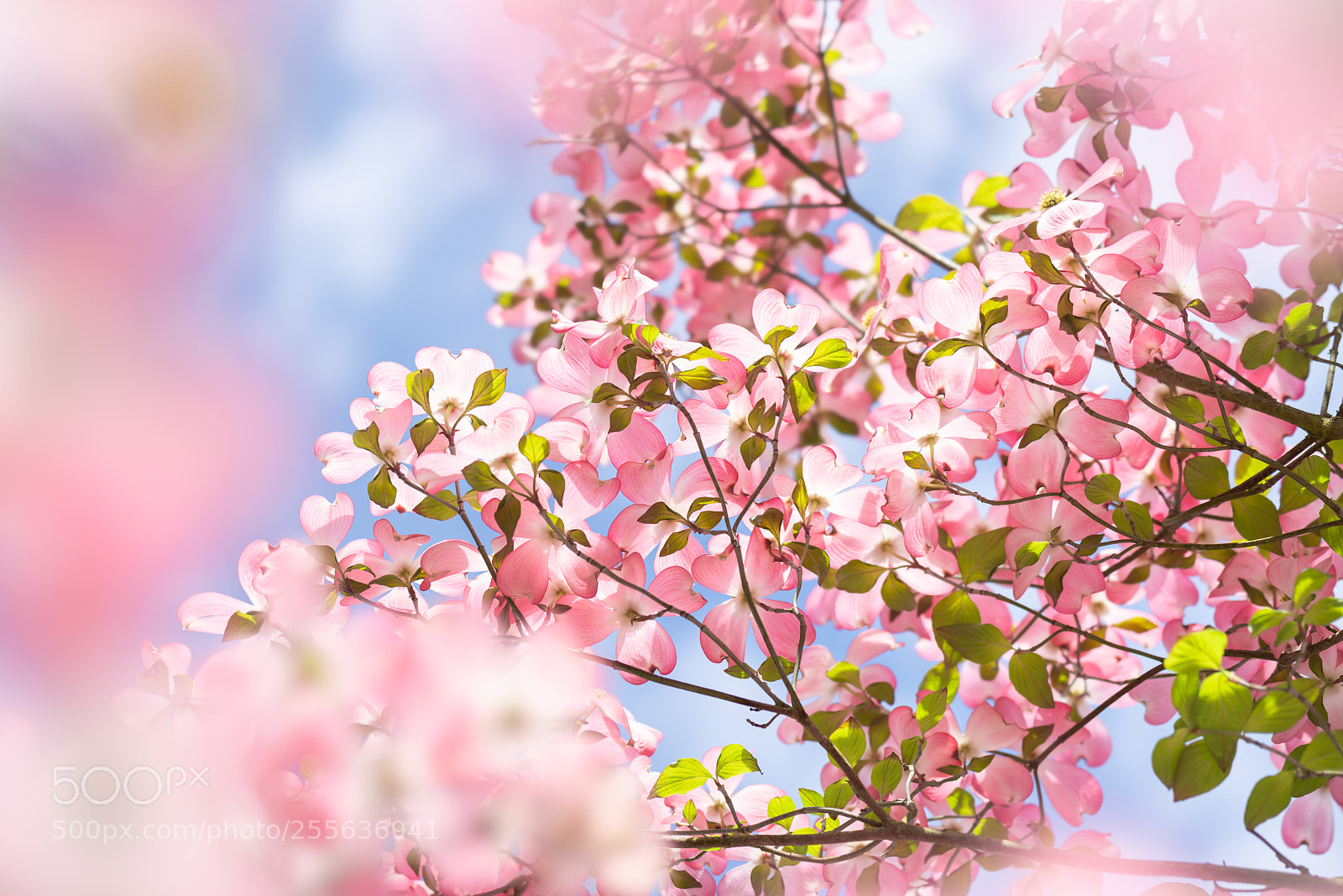 Sony a7R II sample photo. Flowering dogwood photography