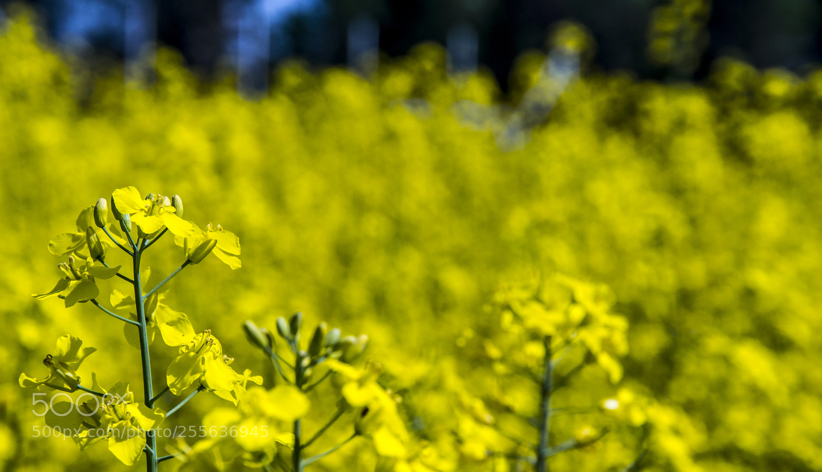 Nikon D3200 sample photo. Flowers photography