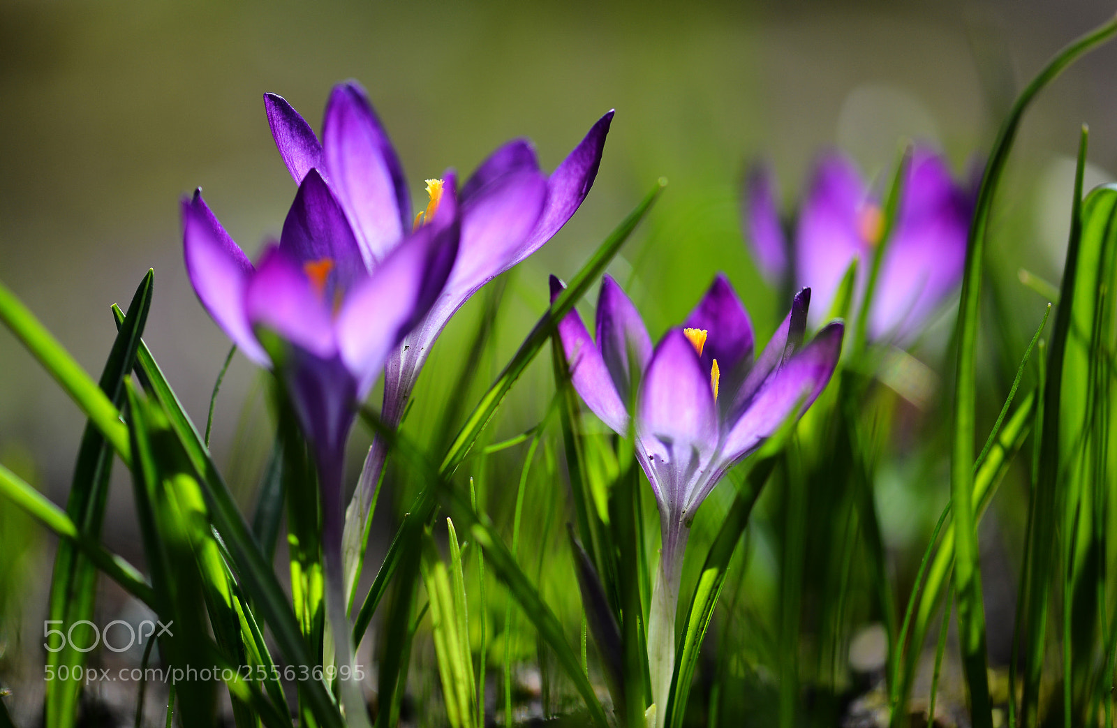 Nikon D800 sample photo. Untitled photography