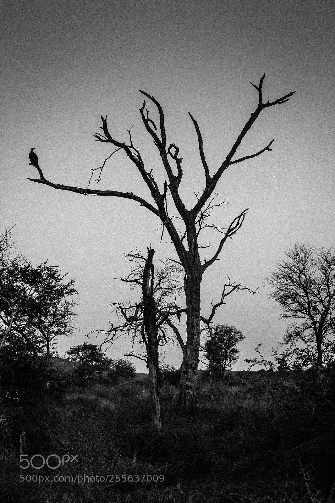 Canon EOS 450D (EOS Rebel XSi / EOS Kiss X2) sample photo. Vultures, south africa photography