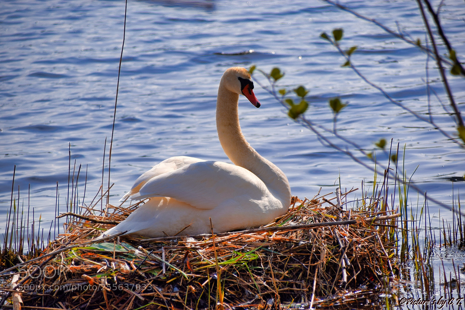 Nikon D3300 sample photo. Untitled photography