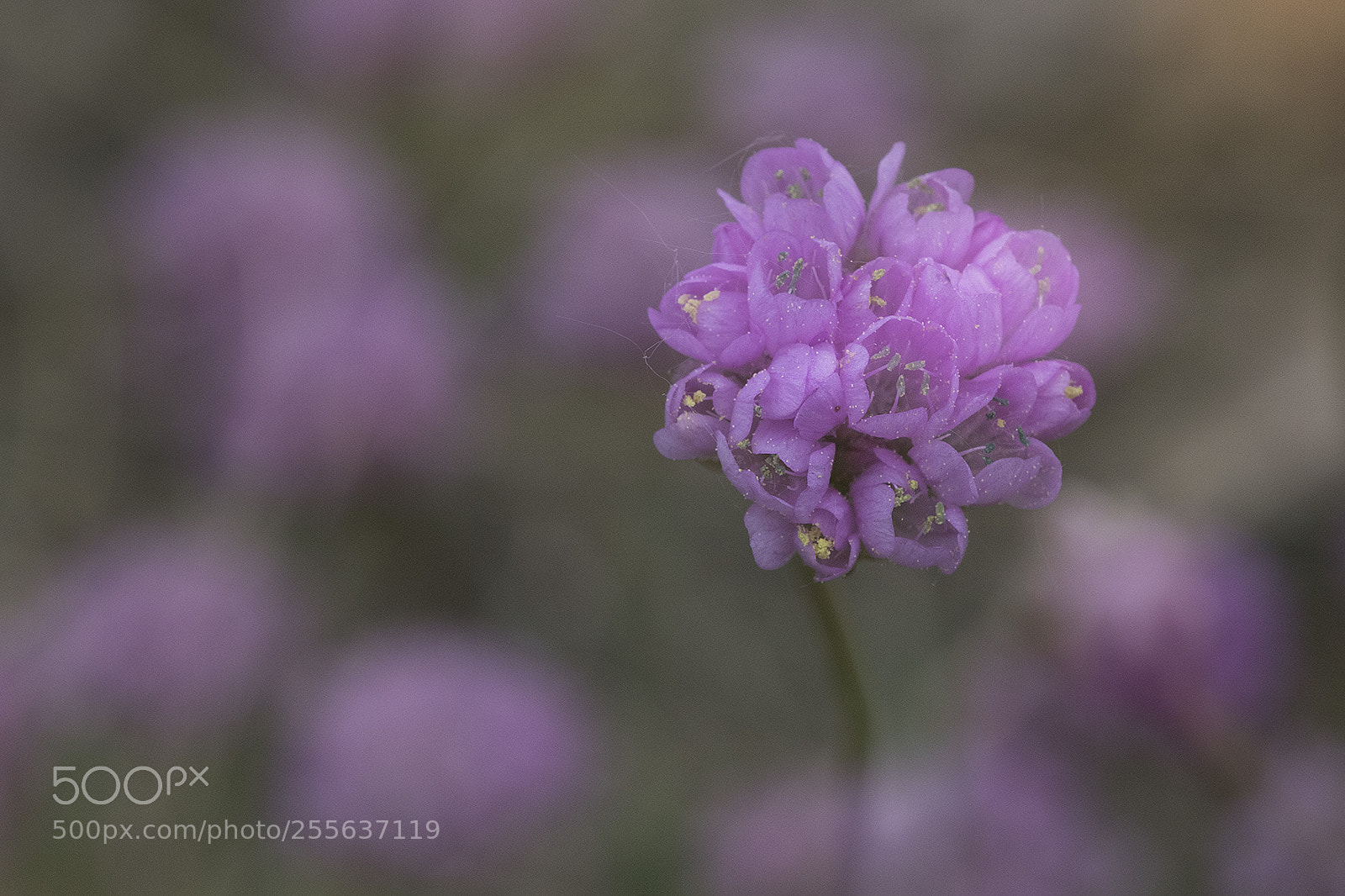 Canon EOS 7D Mark II sample photo. Flower photography